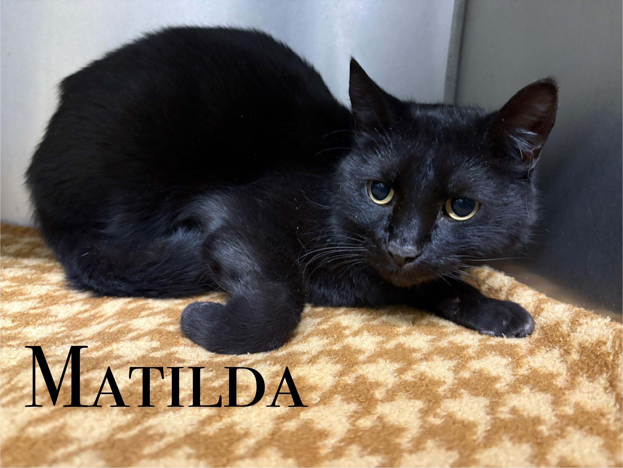 Matilda, ADOPTABLE, Adult Female Domestic Short Hair.