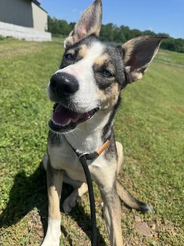 Mango, Adoptable, Young Female Siberian Husky.