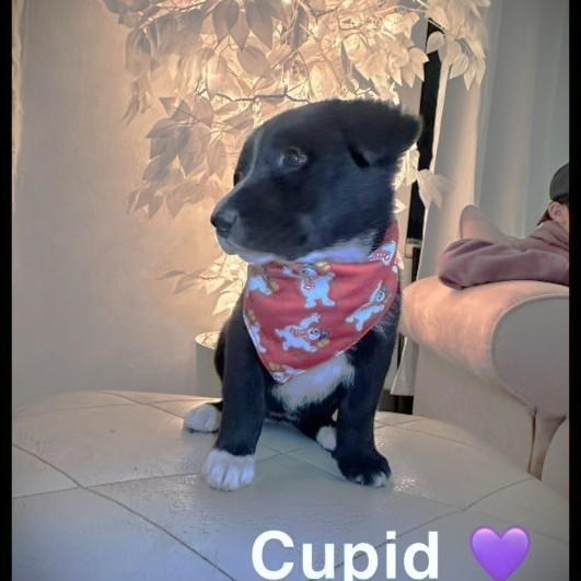 CUPID, a Adoptable mixed breed in Murrieta, CA image 5/5