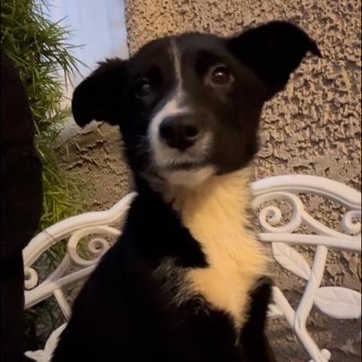 CUPID, a Adoptable mixed breed in Murrieta, CA image 2/5