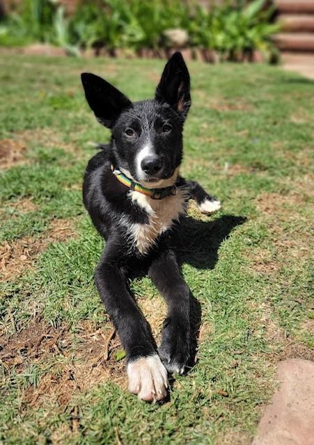 CUPID, a Adoptable mixed breed in Murrieta, CA image 1/5