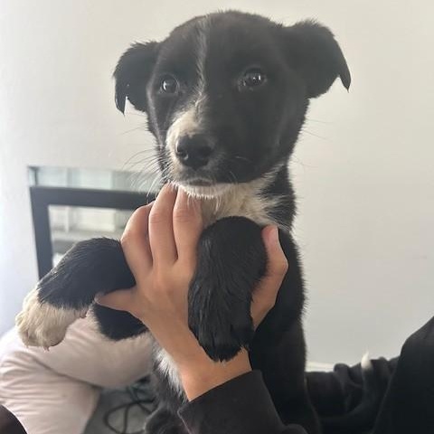 CUPID, a Adoptable mixed breed in Murrieta, CA image 3/5