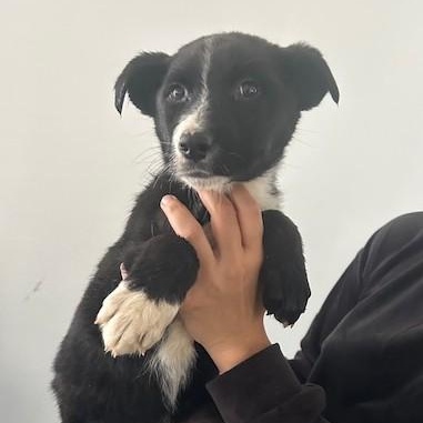 CUPID, a Adoptable mixed breed in Murrieta, CA image 4/5