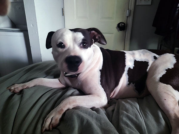 Enlarge Brandi  *Courtesy post. Out of town pet. See below for details*, a Adoptable Pit Bull Terrier in Eagle, ID image 3/4