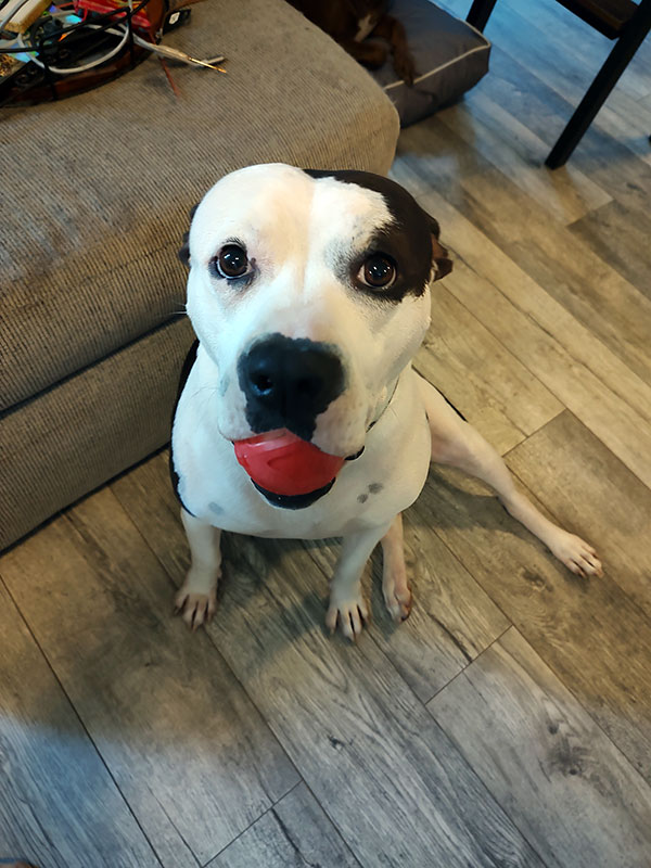 Enlarge Brandi  *Courtesy post. Out of town pet. See below for details*, a Adoptable Pit Bull Terrier in Eagle, ID image 4/4