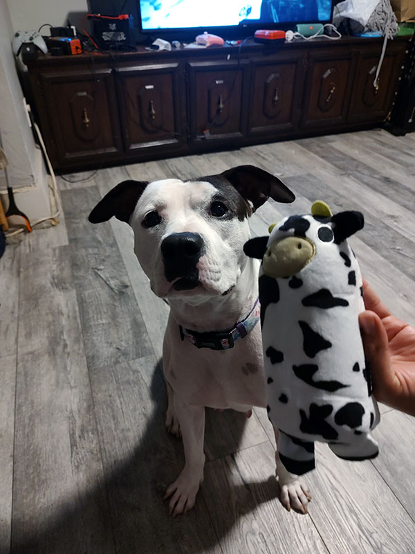 Enlarge Brandi  *Courtesy post. Out of town pet. See below for details*, a Adoptable Pit Bull Terrier in Eagle, ID image 1/4