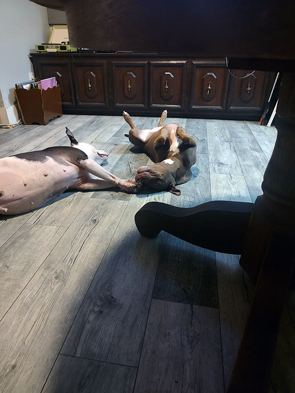 Enlarge Brandi  *Courtesy post. Out of town pet. See below for details*, a Adoptable Pit Bull Terrier in Eagle, ID image 2/4