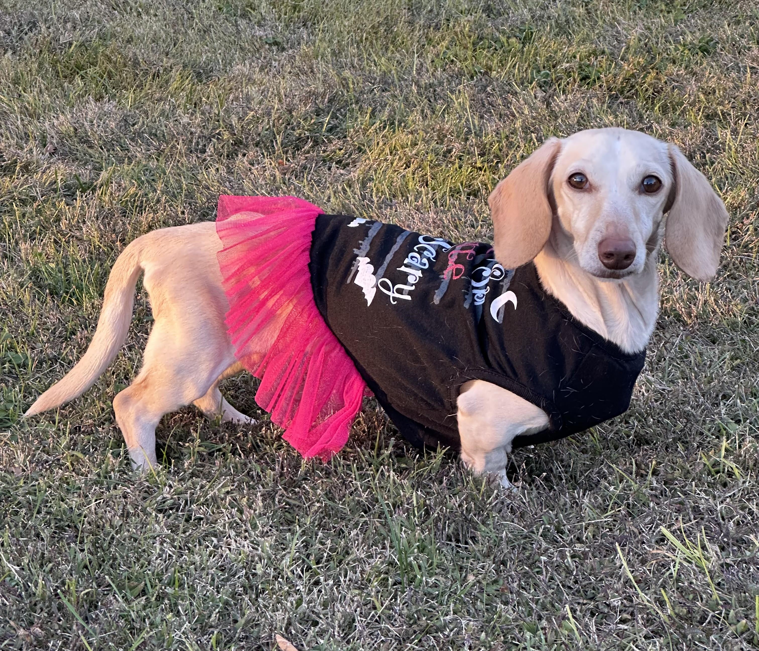 Enlarge Luna in KY, a Adoptable Dachshund in Benton, KY image 5/6
