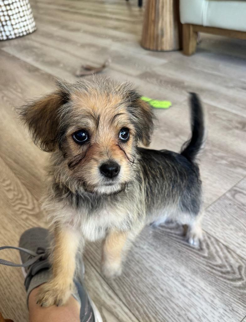 Poppy, Adopted, Puppy Female Poodle.