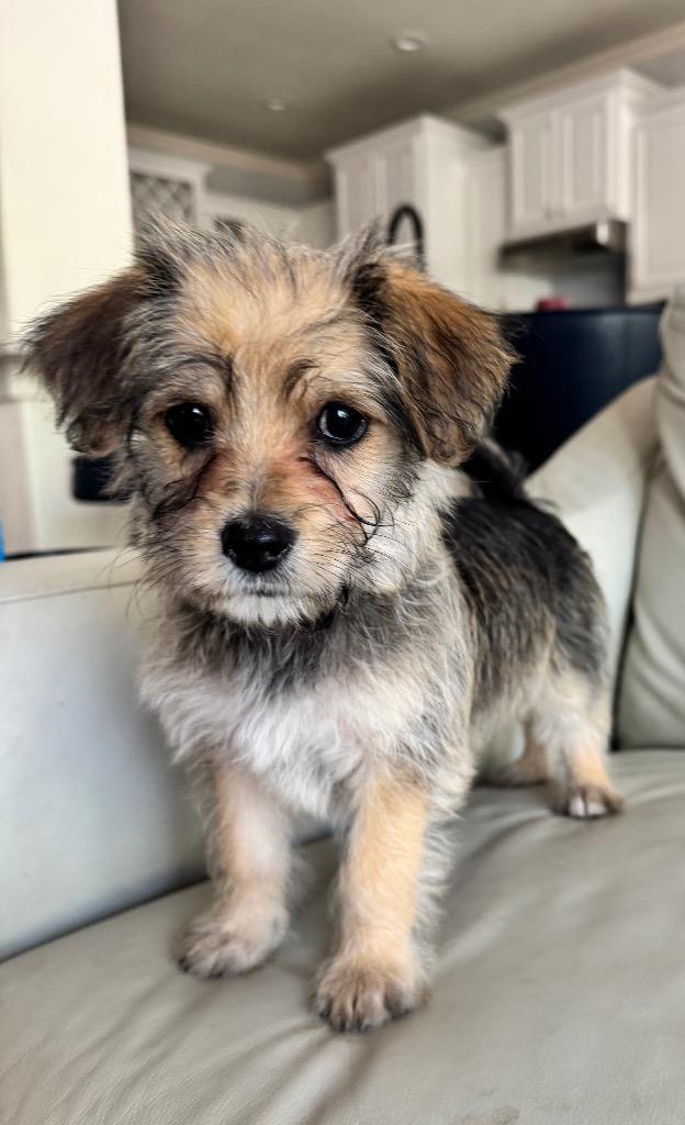 Enlarge Poppy, a Adopted Poodle in Leander, TX image 2/6