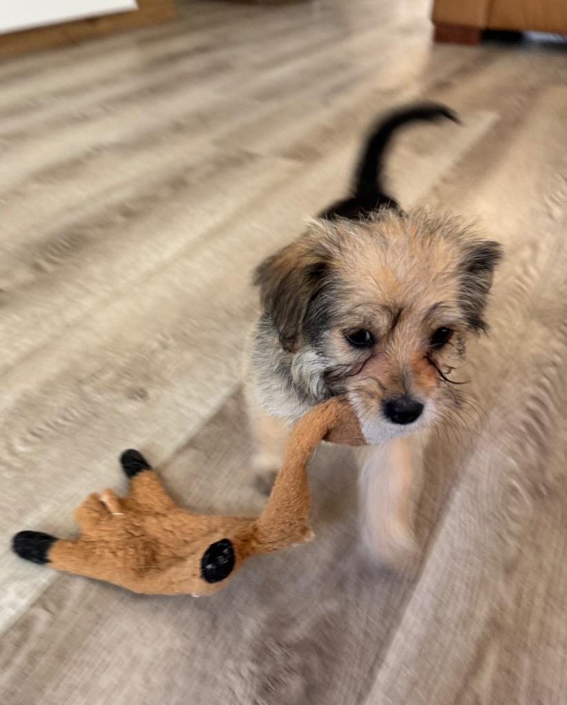 Enlarge Poppy, a Adopted Poodle in Leander, TX image 3/6