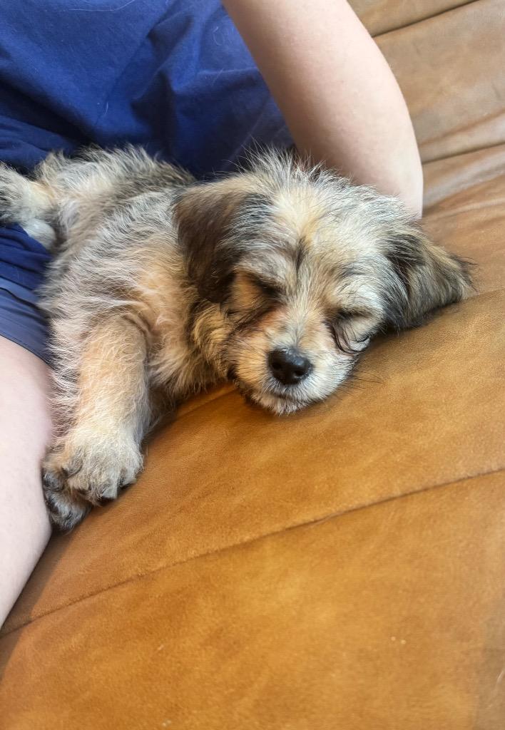 Enlarge Poppy, a Adopted Poodle in Leander, TX image 4/6