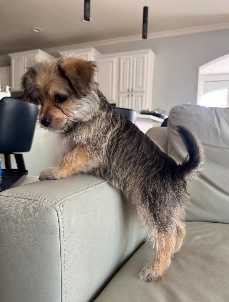 Enlarge Poppy, a Adopted Poodle in Leander, TX image 6/6