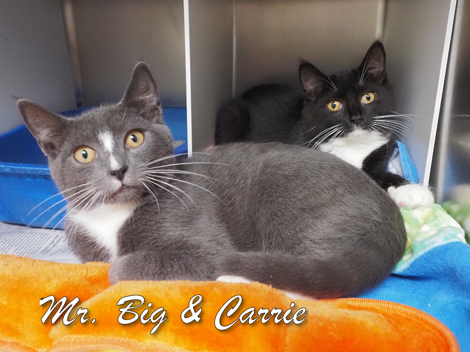 Mr. Big & Carrie, Young Male Domestic Short Hair