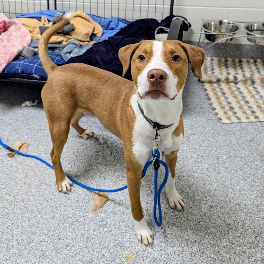 Enlarge Jacob, a Adoptable American Staffordshire Terrier in Grand Rapids, MI image 1/6