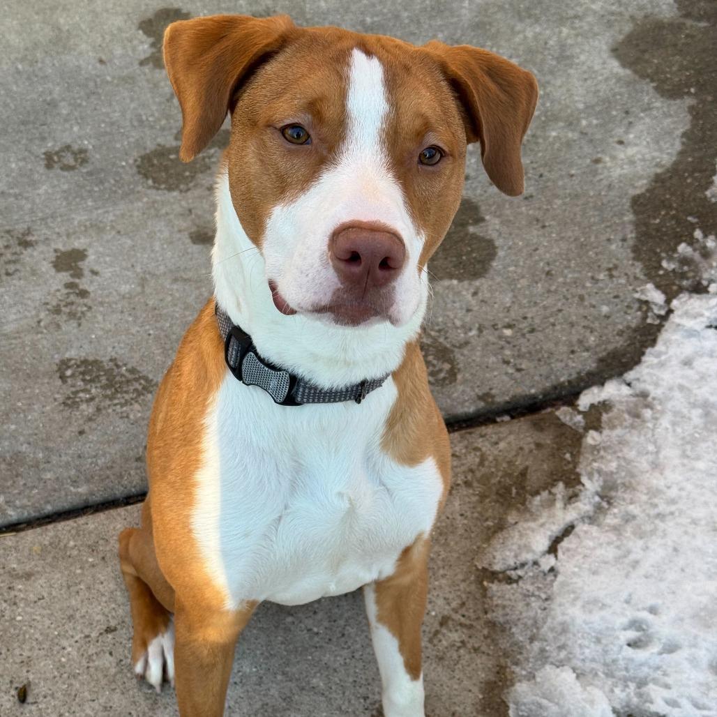 Enlarge Jacob, a Adoptable American Staffordshire Terrier in Grand Rapids, MI image 2/6