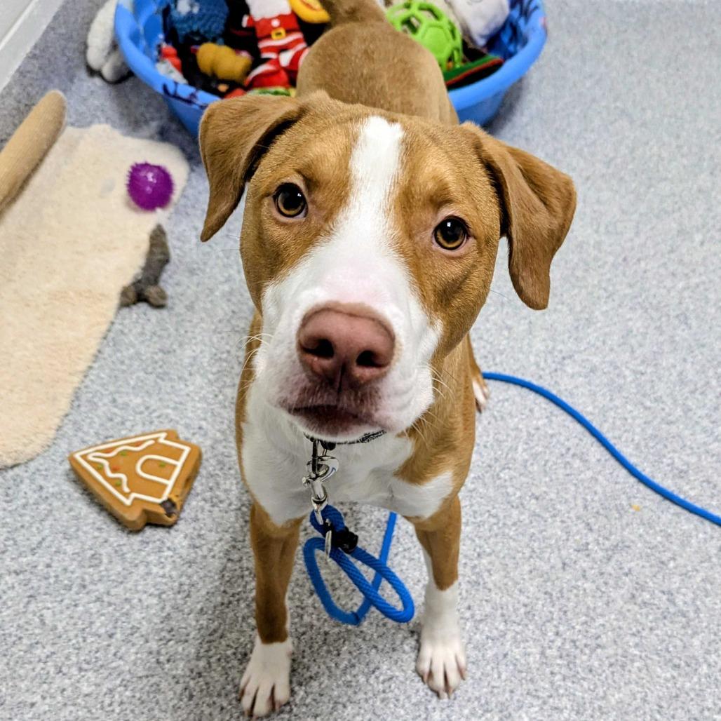 Enlarge Jacob, a Adoptable American Staffordshire Terrier in Grand Rapids, MI image 4/6