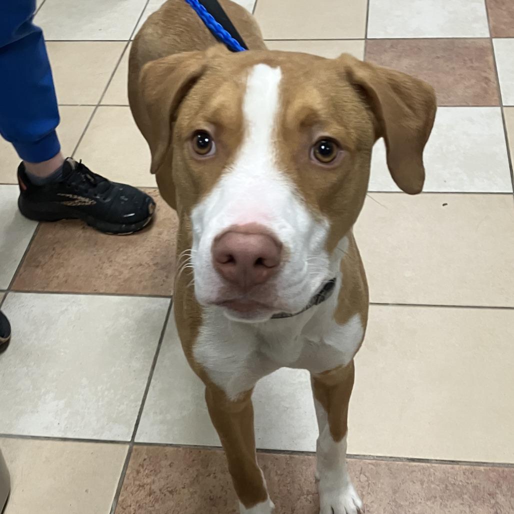 Enlarge Jacob, a Adoptable American Staffordshire Terrier in Grand Rapids, MI image 5/6