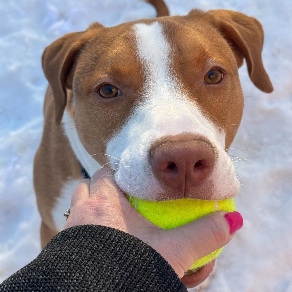 Enlarge Jacob, a Adoptable American Staffordshire Terrier in Grand Rapids, MI image 6/6