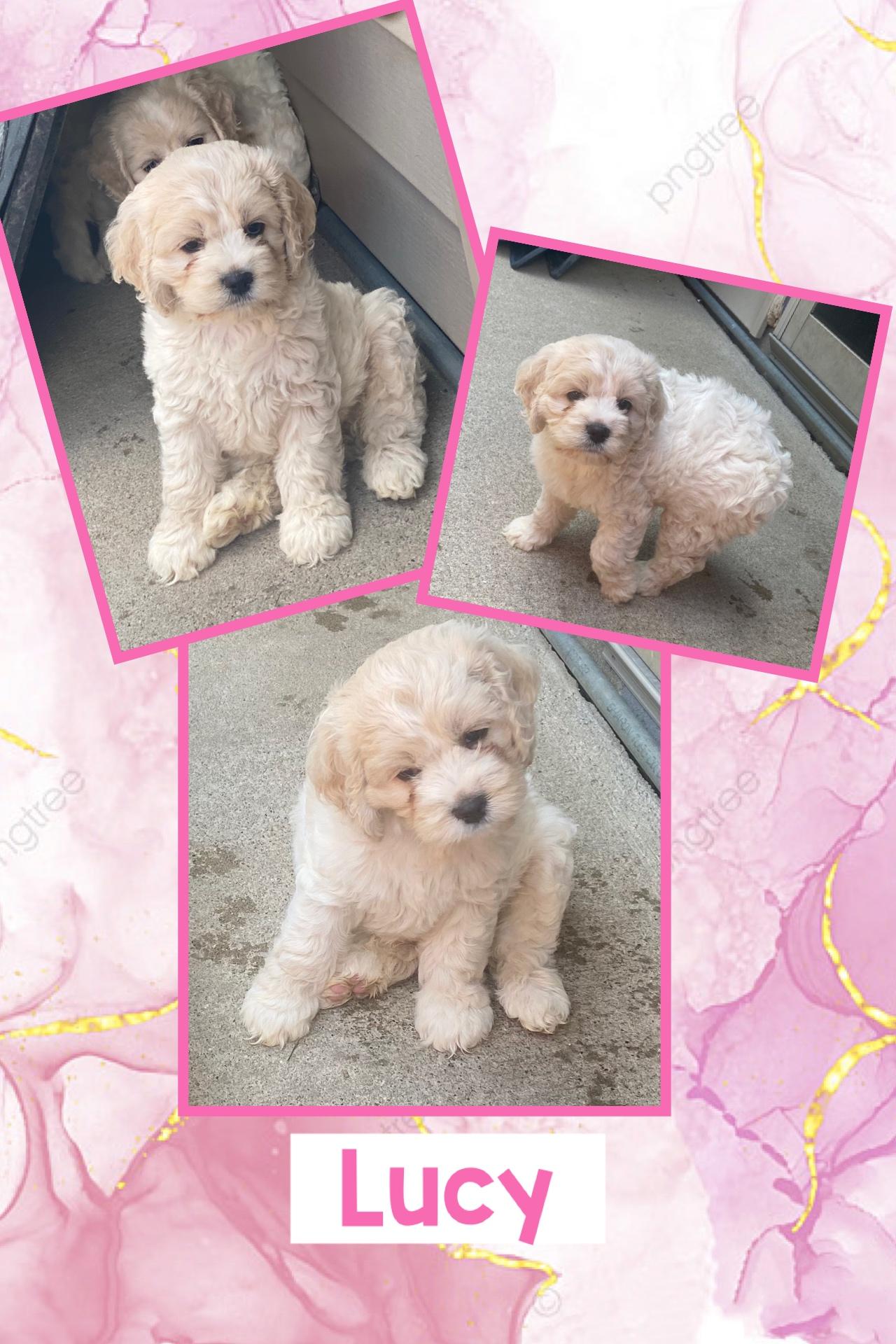 Lucy
