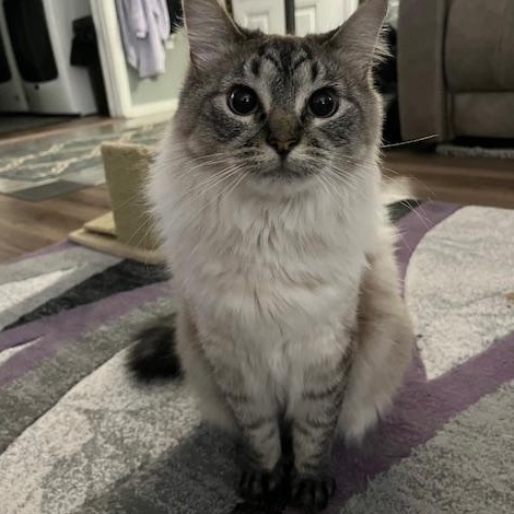 **COURTESY LISTING** Dusty, ADOPTABLE, Adult Female Domestic Long Hair.