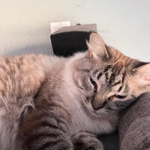Enlarge **COURTESY LISTING** Dusty, a ADOPTABLE Domestic Long Hair in Moscow, ID image 2/4