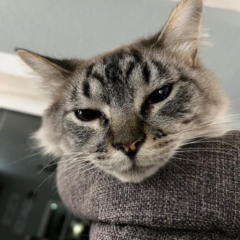 Enlarge **COURTESY LISTING** Dusty, a ADOPTABLE Domestic Long Hair in Moscow, ID image 4/4