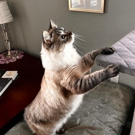 Enlarge **COURTESY LISTING** Dusty, a ADOPTABLE Domestic Long Hair in Moscow, ID image 3/4