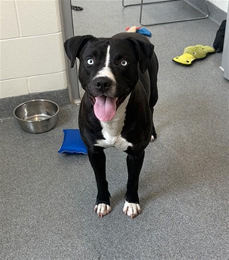 OREO, Adoptable, Adult Male Pit Bull Terrier.