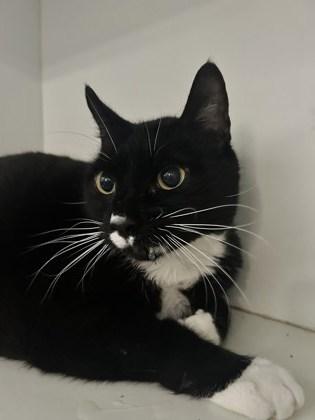 Enlarge Glitch, a Adoptable Domestic Short Hair in Palm Coast, FL image 1/1