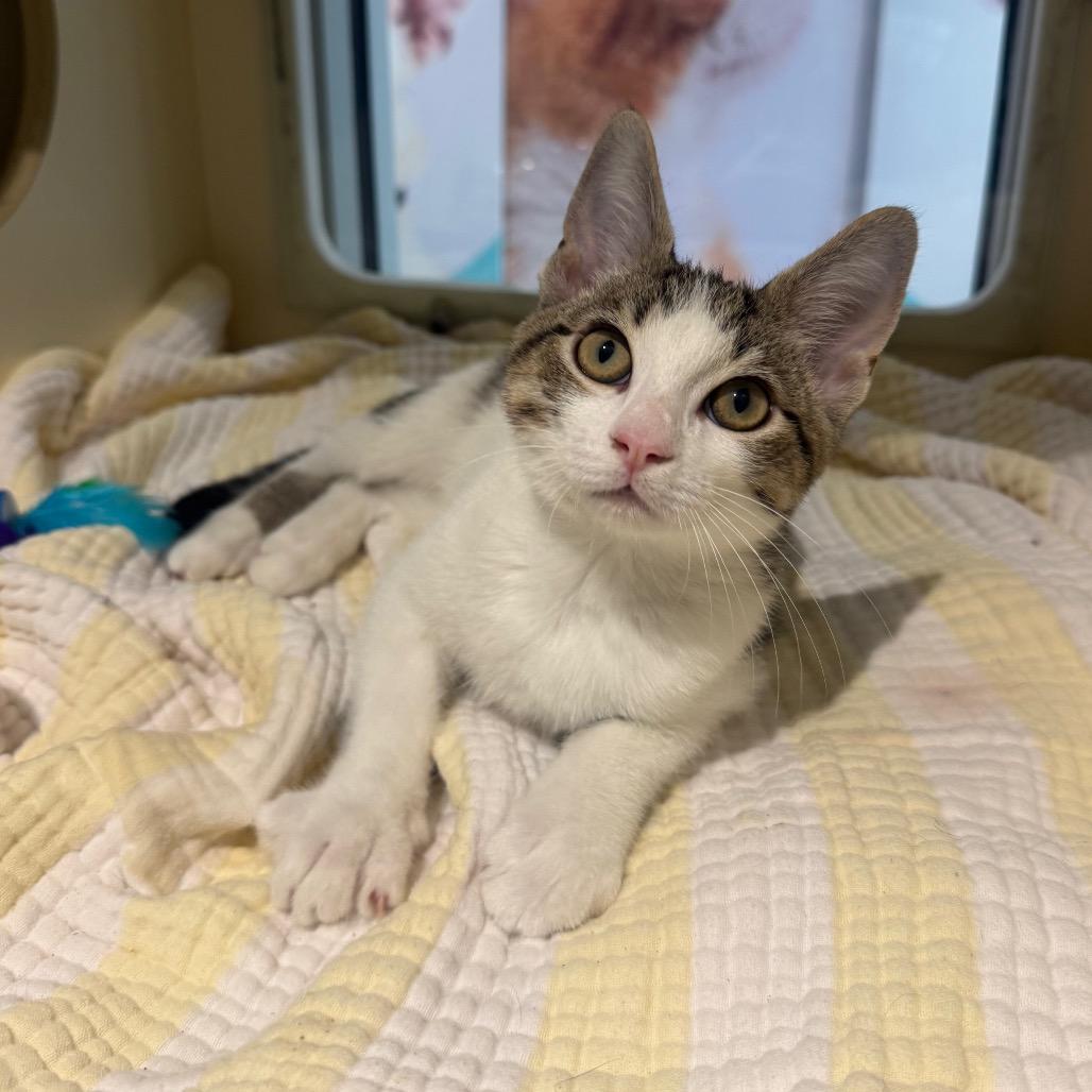 Rocco, Adoptable, Kitten Male Domestic Short Hair.