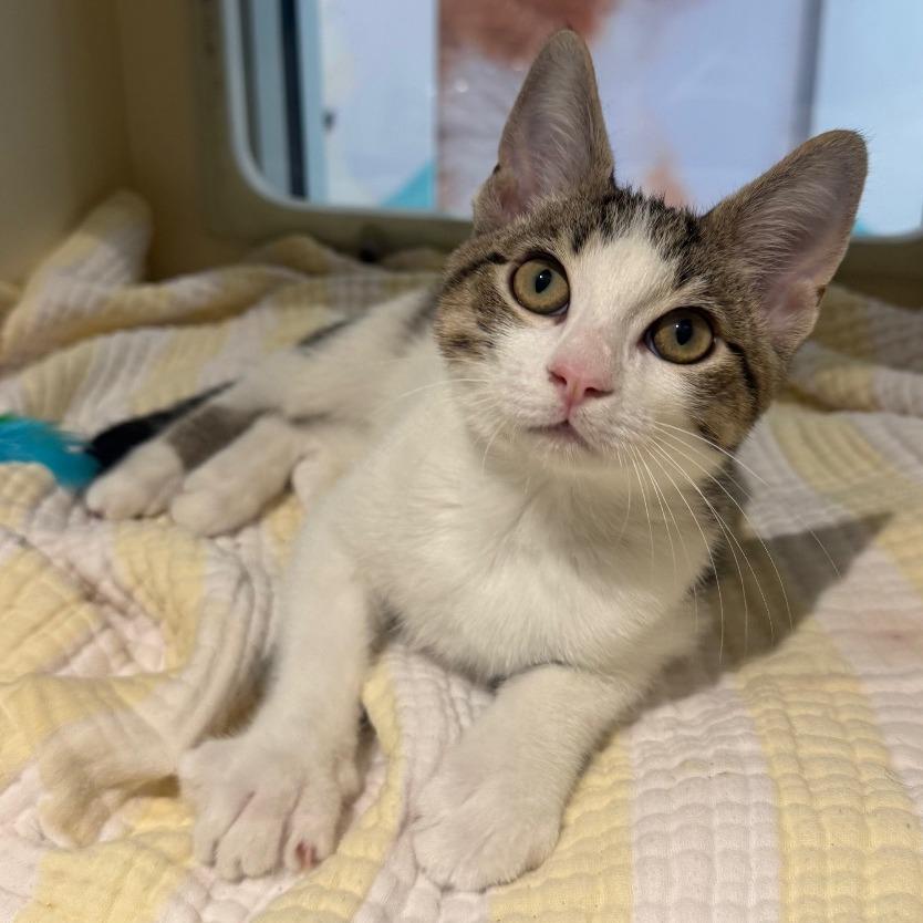 Rocco, Adoptable, Kitten Male Domestic Short Hair.