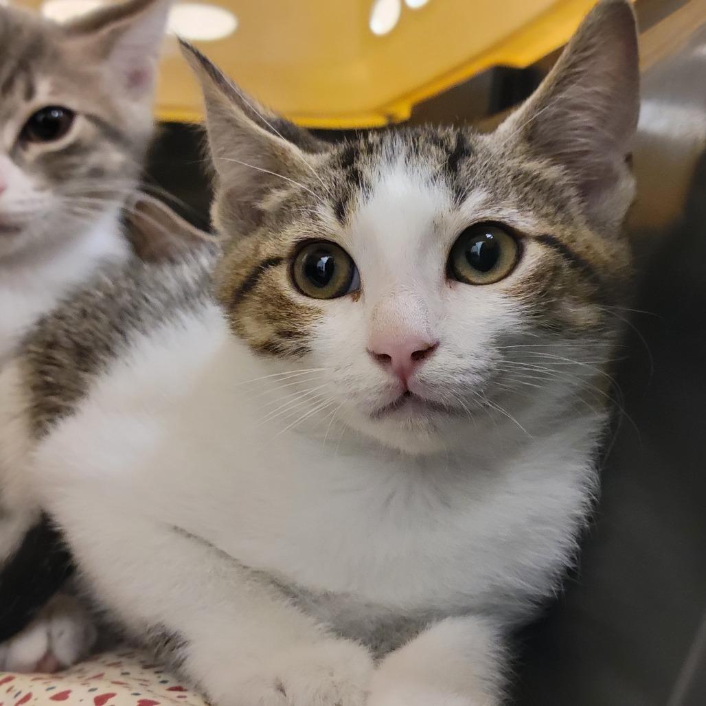 Rocco, a Adoptable Domestic Short Hair in Sarasota, FL image 2/6