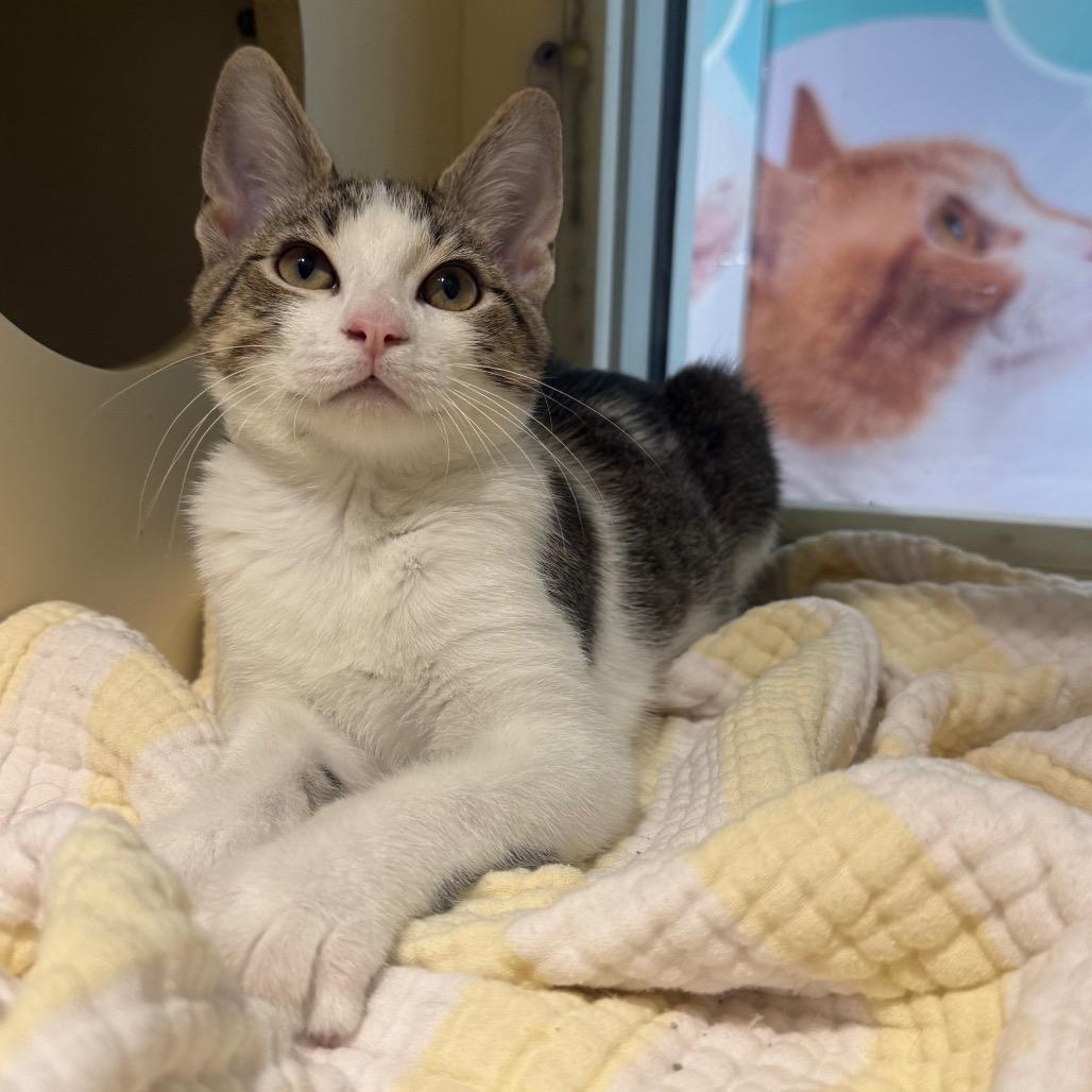 Rocco, a Adoptable Domestic Short Hair in Sarasota, FL image 3/6