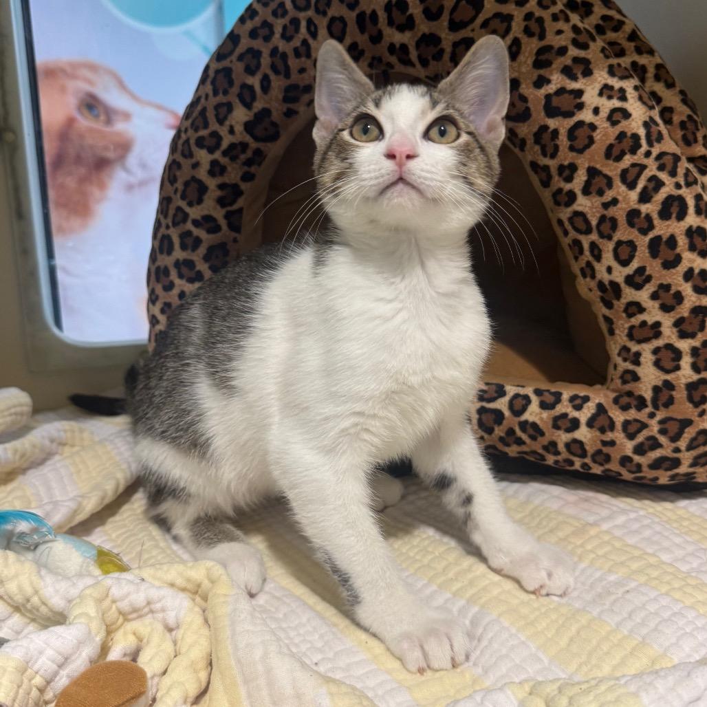 Rocco, a Adoptable Domestic Short Hair in Sarasota, FL image 4/6