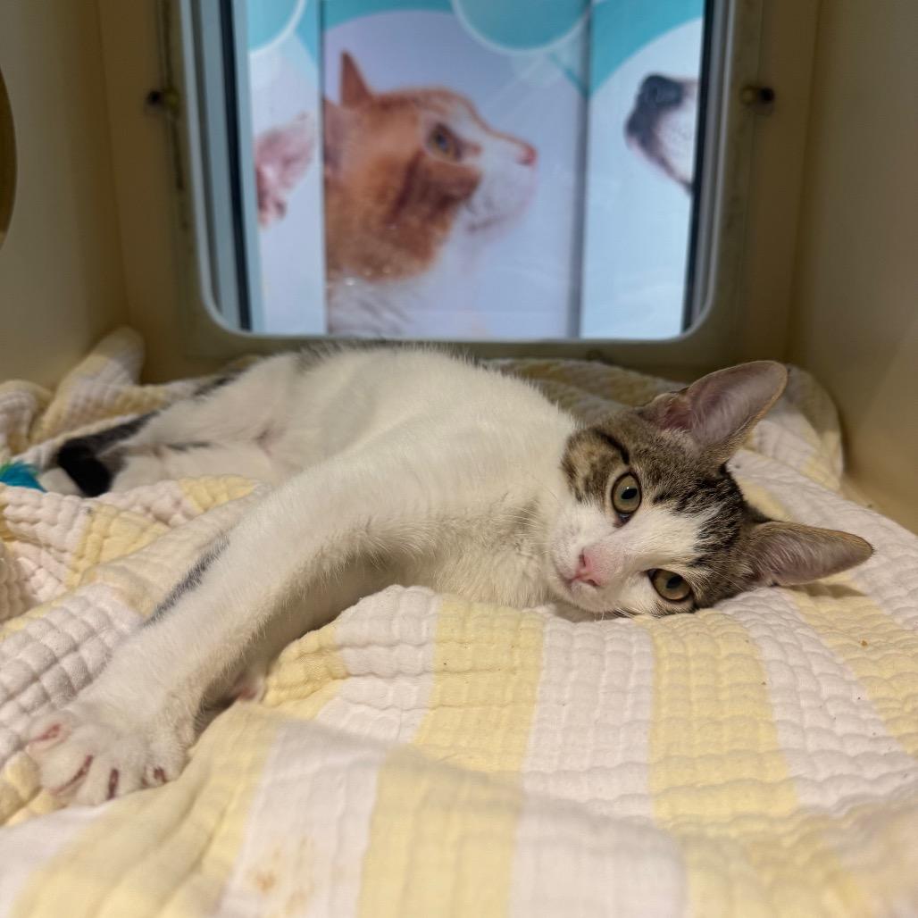 Rocco, a Adoptable Domestic Short Hair in Sarasota, FL image 5/6