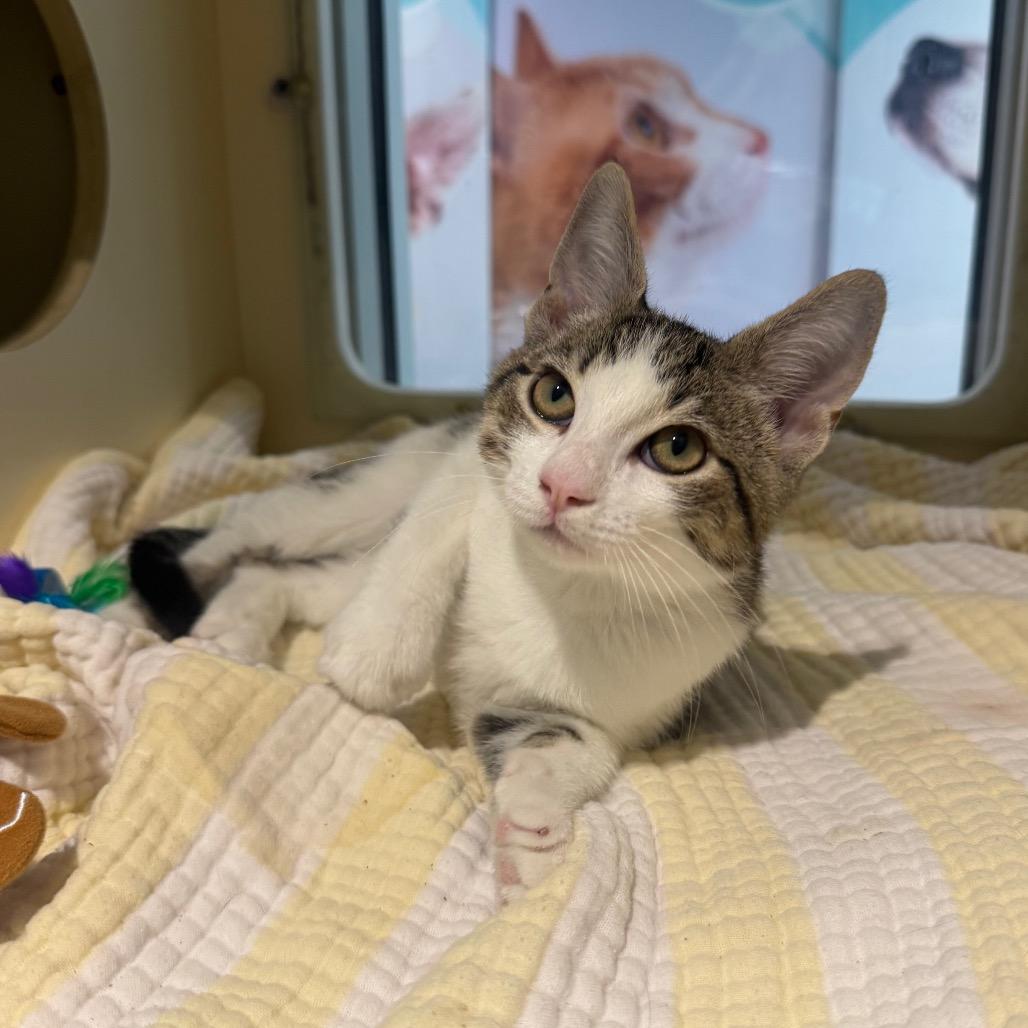 Rocco, a Adoptable Domestic Short Hair in Sarasota, FL image 6/6