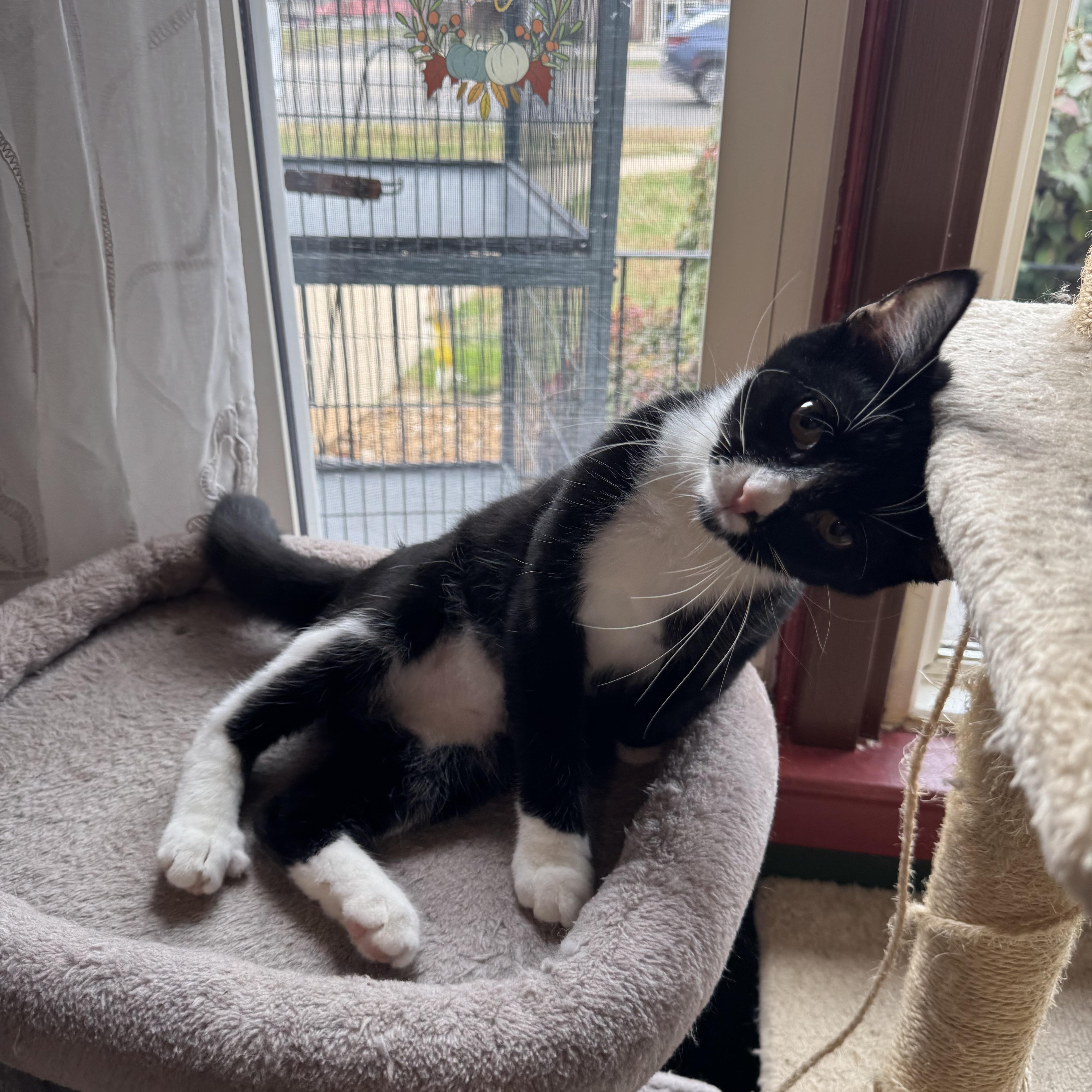 Simon, Adoptable, Kitten Male Tuxedo.
