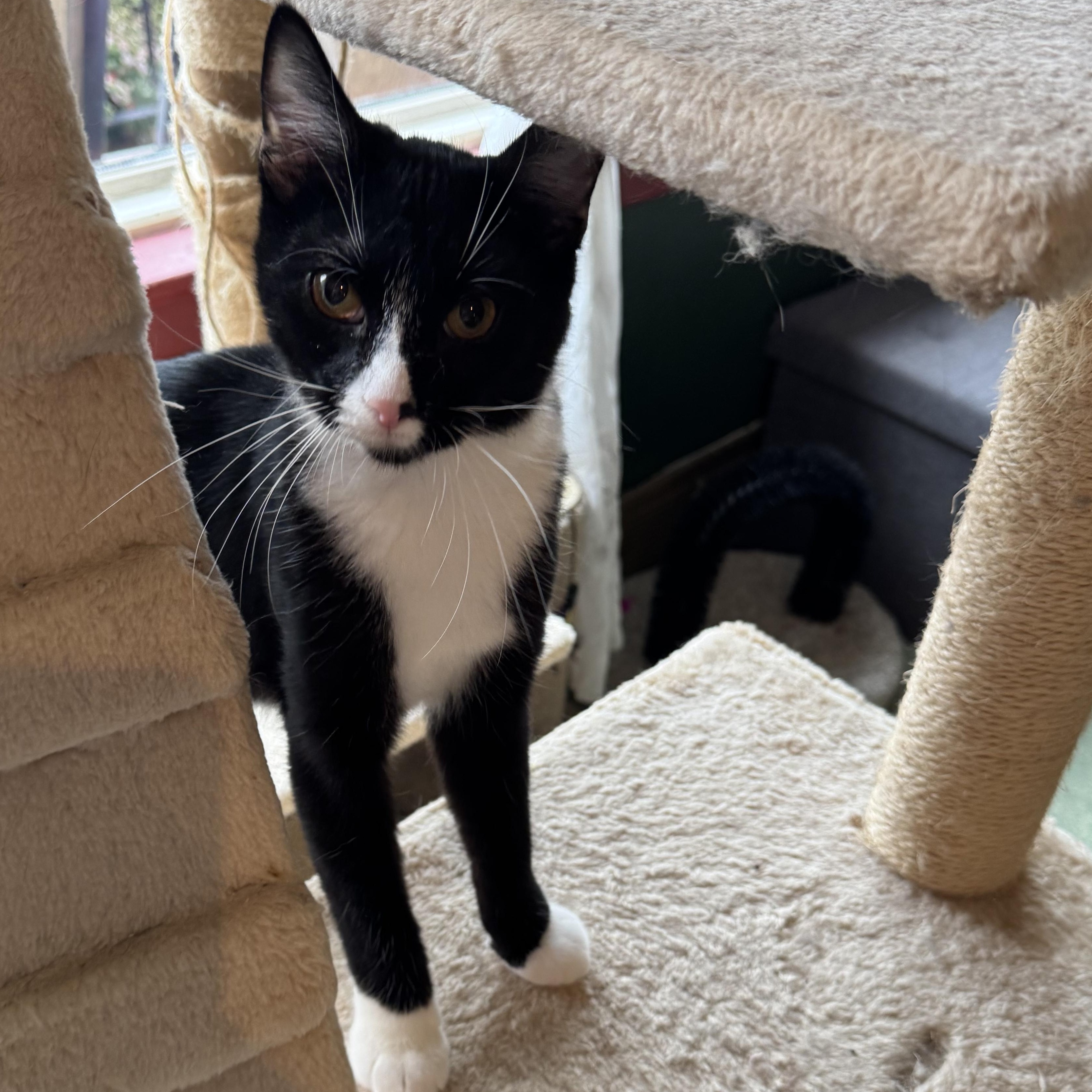 Enlarge Simon, a Adoptable Tuxedo in Mount Vernon, IL image 3/6