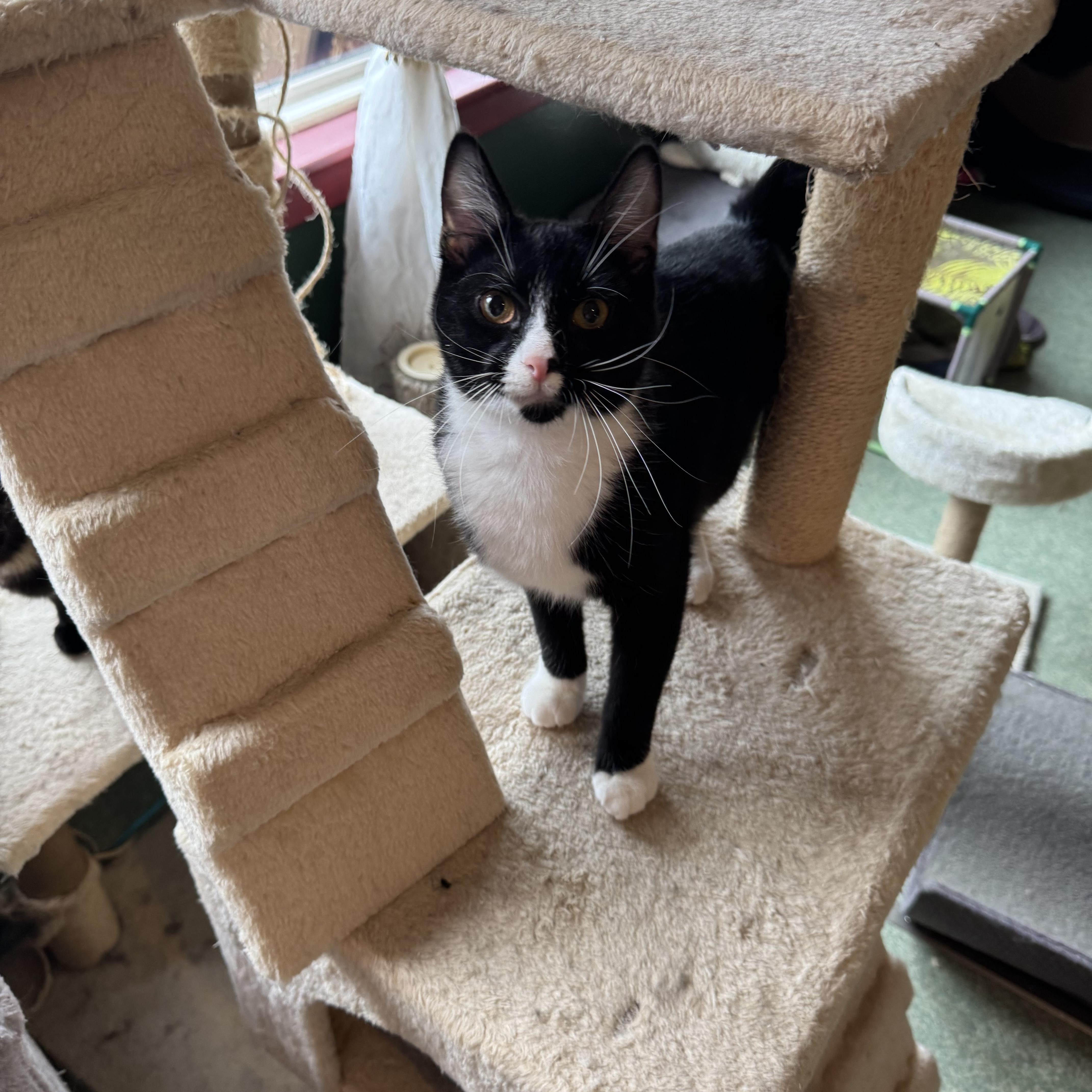 Enlarge Simon, a Adoptable Tuxedo in Mount Vernon, IL image 4/6