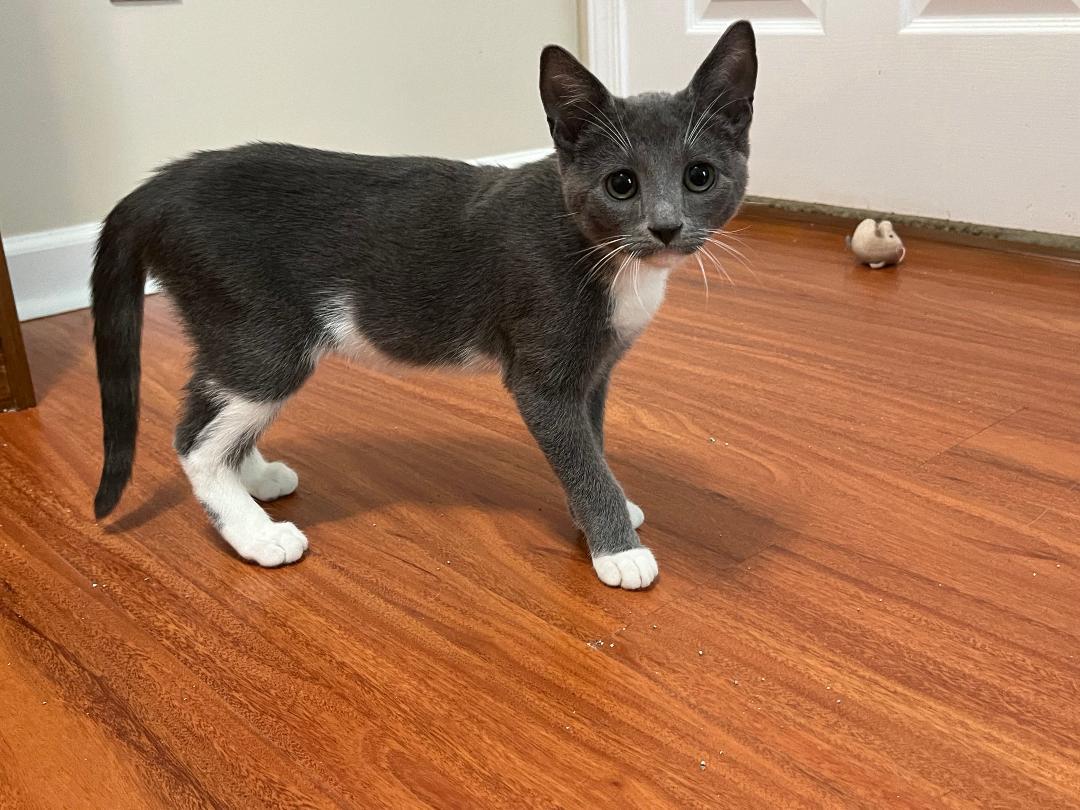 Enlarge Gunner, a Adoptable Domestic Short Hair in Williamsburg, VA image 1/1