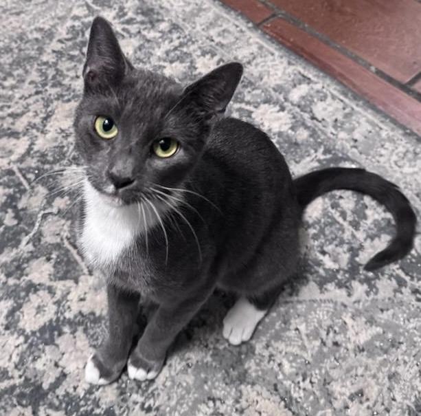Blossom, Adult Female unknown