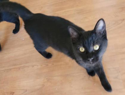 Enlarge Gomez, a Adopted mixed breed in Fairfield, IA image 1/1