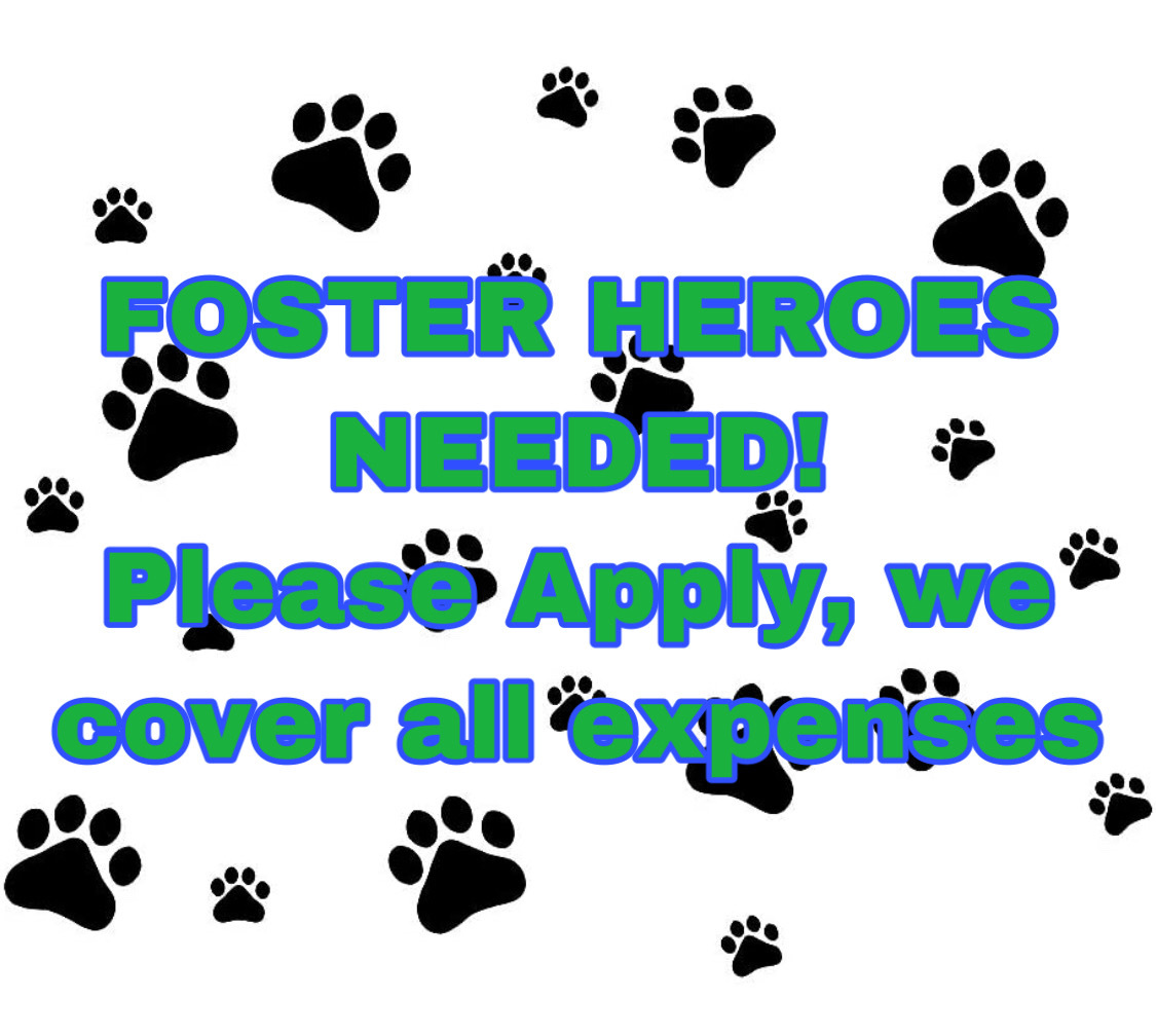 Foster Heroes Needed, Adoptable, Adult Male Mixed Breed.
