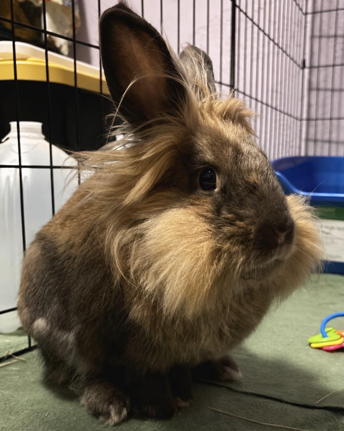 Enlarge Benny, a Adoptable Lionhead in Oshkosh, WI image 5/6
