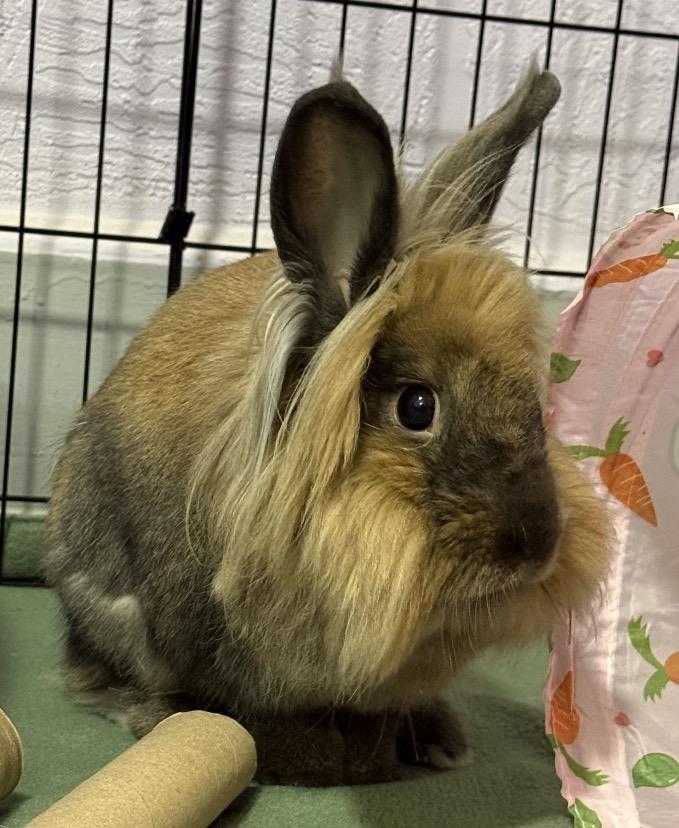 Enlarge Benny, a Adoptable Lionhead in Oshkosh, WI image 4/6