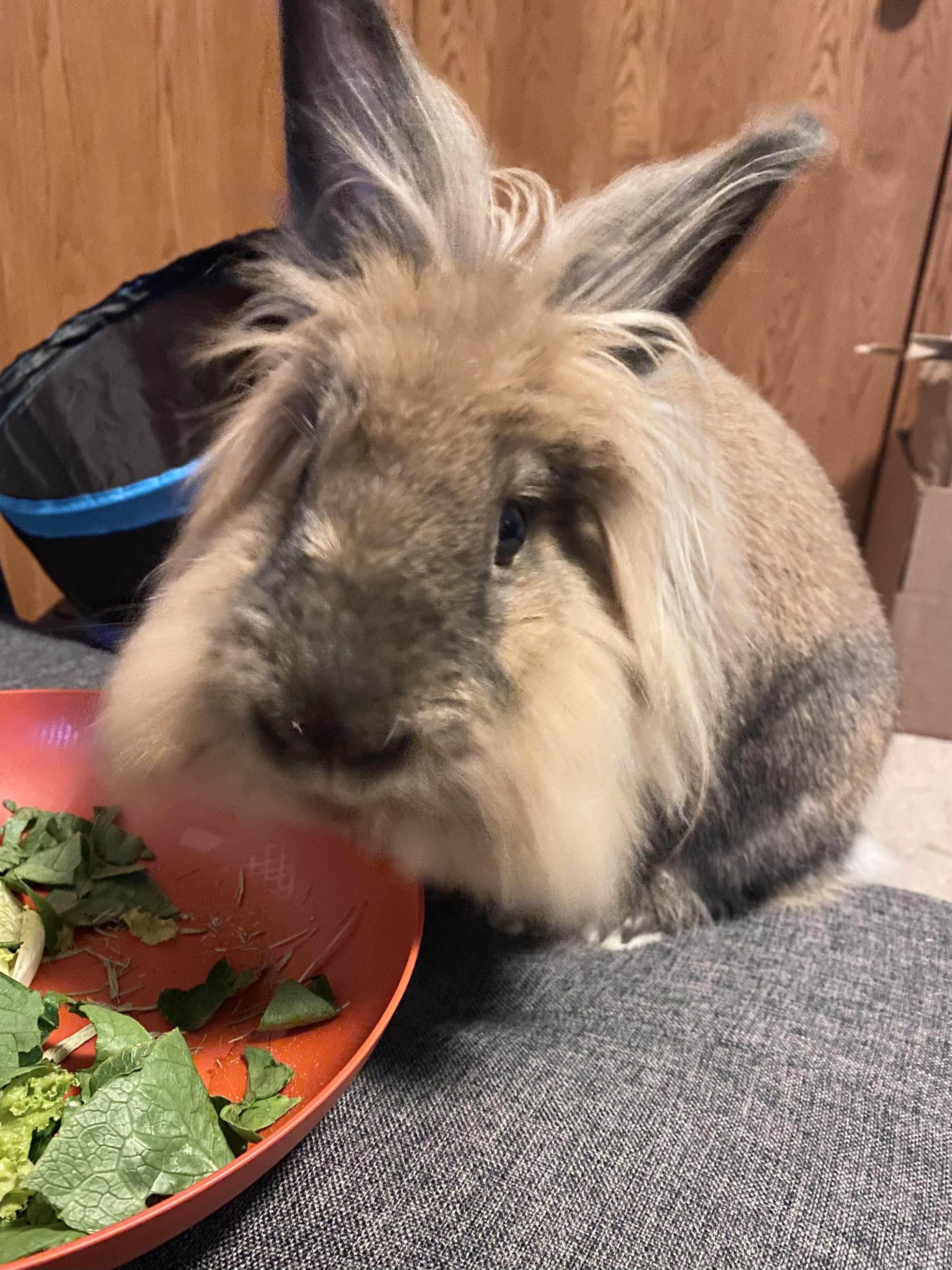 Benny, Adopted, Adult Male Lionhead.