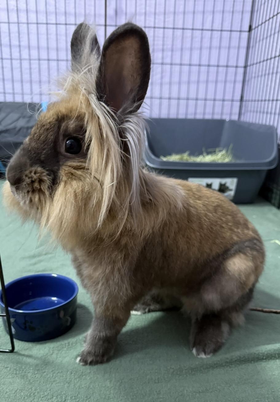 Benny, Adoptable, Adult Male Lionhead.