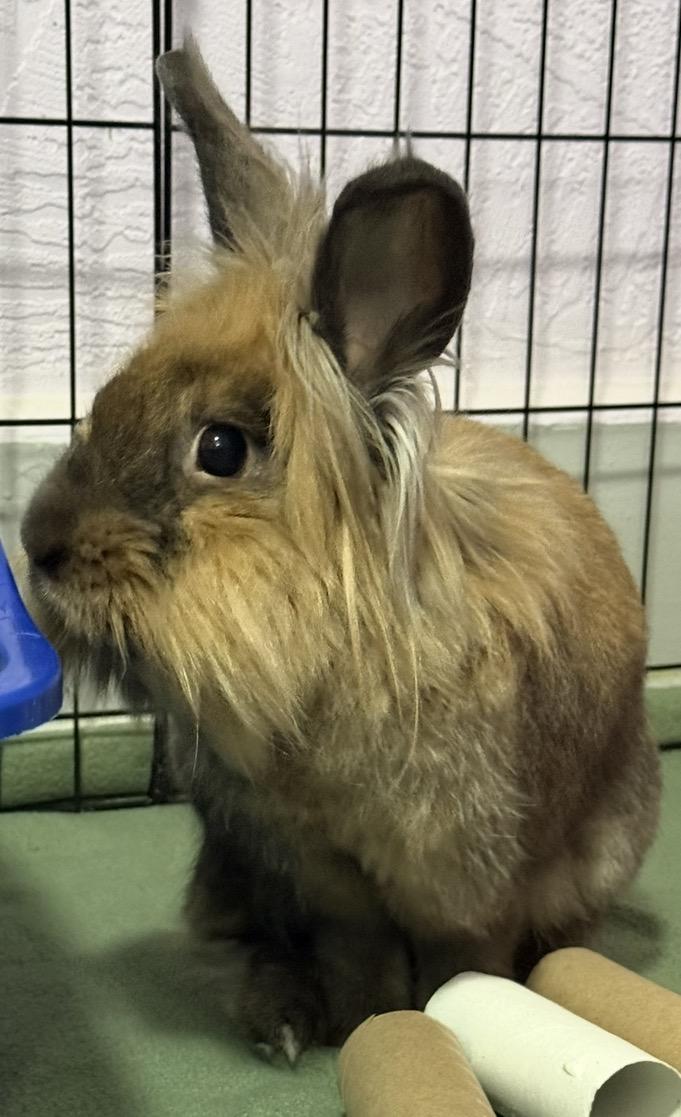 Enlarge Benny, a Adoptable Lionhead in Oshkosh, WI image 2/6