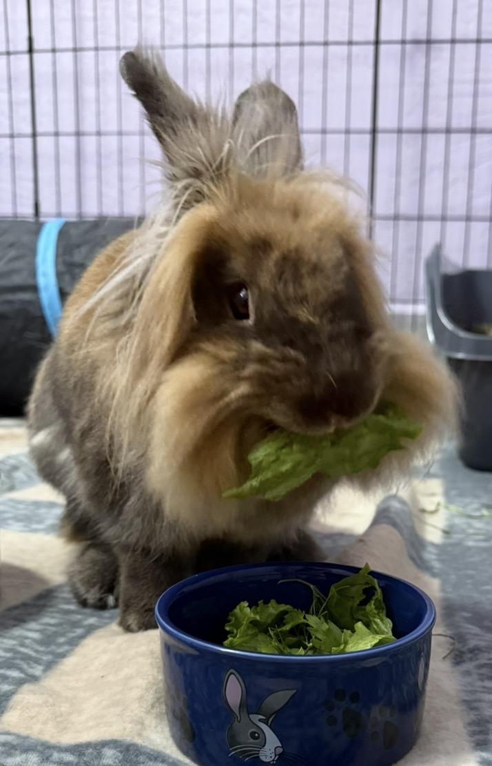 Enlarge Benny, a Adoptable Lionhead in Oshkosh, WI image 3/6
